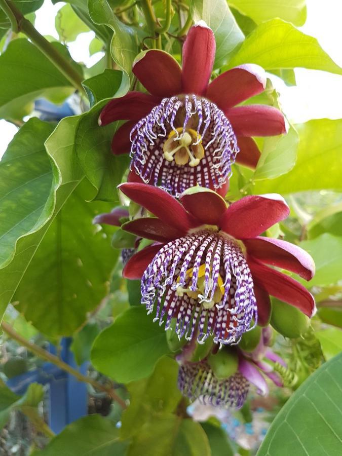 Sea Flower Villa Bali Crete Βλυχάδα Εξωτερικό φωτογραφία